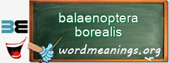 WordMeaning blackboard for balaenoptera borealis